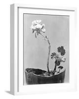 Geranium, Mexico City, c.1924-Tina Modotti-Framed Giclee Print