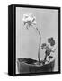 Geranium, Mexico City, c.1924-Tina Modotti-Framed Stretched Canvas