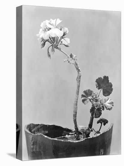 Geranium, Mexico City, c.1924-Tina Modotti-Stretched Canvas