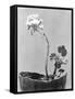 Geranium, Mexico City, c.1924-Tina Modotti-Framed Stretched Canvas