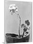 Geranium, Mexico City, c.1924-Tina Modotti-Mounted Giclee Print