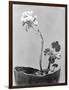 Geranium, Mexico City, c.1924-Tina Modotti-Framed Premium Giclee Print