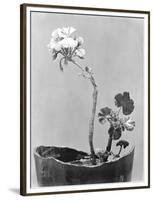 Geranium, Mexico City, c.1924-Tina Modotti-Framed Premium Giclee Print