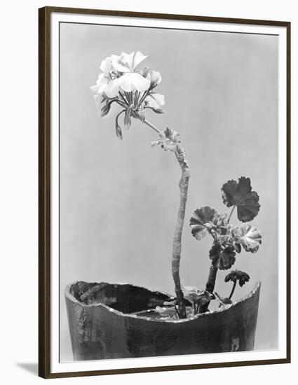 Geranium, Mexico City, c.1924-Tina Modotti-Framed Premium Giclee Print