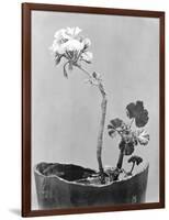 Geranium, Mexico City, c.1924-Tina Modotti-Framed Premium Giclee Print