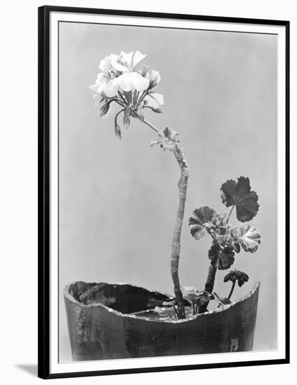 Geranium, Mexico City, c.1924-Tina Modotti-Framed Premium Giclee Print