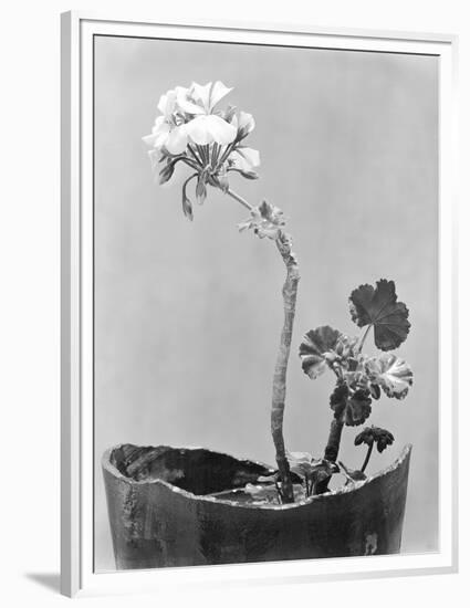 Geranium, Mexico City, c.1924-Tina Modotti-Framed Premium Giclee Print