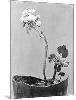 Geranium, Mexico City, c.1924-Tina Modotti-Mounted Premium Giclee Print