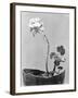 Geranium, Mexico City, c.1924-Tina Modotti-Framed Giclee Print