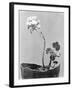 Geranium, Mexico City, c.1924-Tina Modotti-Framed Giclee Print