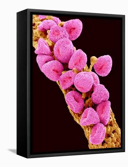 Geranium pollen at a magnification of x300-Micro Discovery-Framed Stretched Canvas
