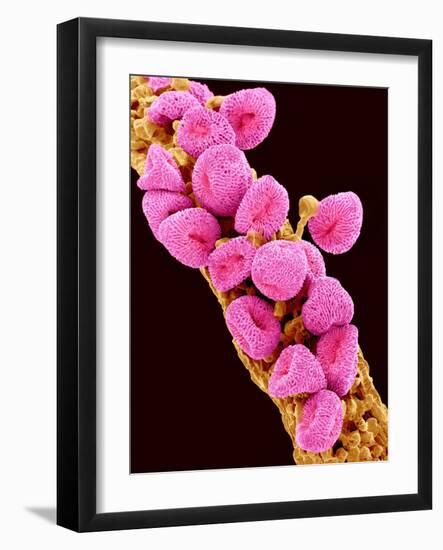 Geranium pollen at a magnification of x300-Micro Discovery-Framed Photographic Print