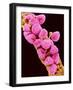 Geranium pollen at a magnification of x300-Micro Discovery-Framed Photographic Print