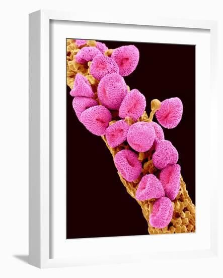 Geranium pollen at a magnification of x300-Micro Discovery-Framed Photographic Print