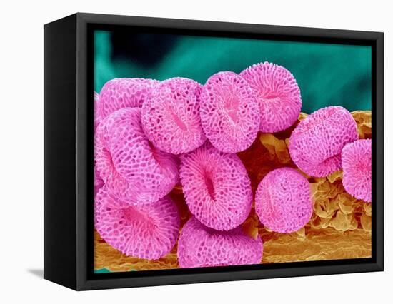 Geranium pollen at a magnification of x400-Micro Discovery-Framed Stretched Canvas