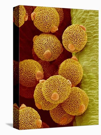Geranium pollen in anther-Micro Discovery-Stretched Canvas