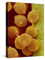 Geranium pollen in anther-Micro Discovery-Stretched Canvas