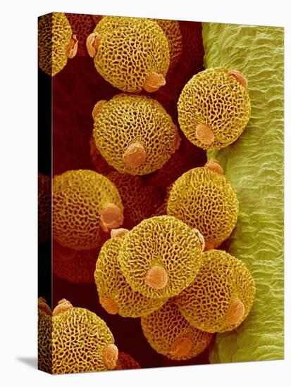 Geranium pollen in anther-Micro Discovery-Stretched Canvas