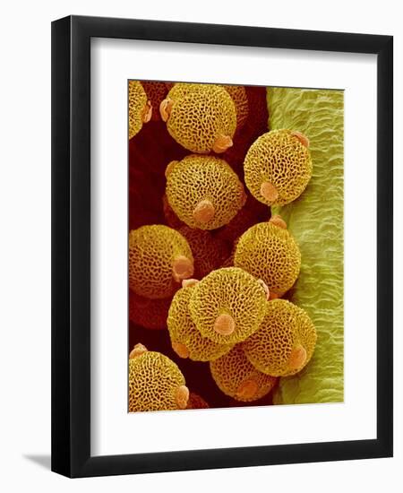 Geranium pollen in anther-Micro Discovery-Framed Premium Photographic Print