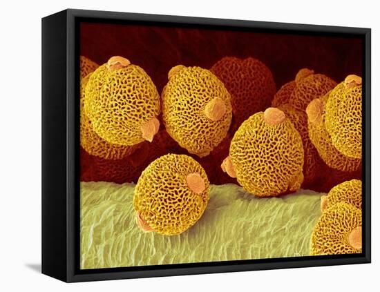 Geranium pollen in anther-Micro Discovery-Framed Stretched Canvas