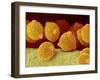 Geranium pollen in anther-Micro Discovery-Framed Premium Photographic Print