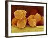 Geranium pollen in anther-Micro Discovery-Framed Photographic Print