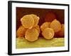 Geranium pollen in anther-Micro Discovery-Framed Photographic Print