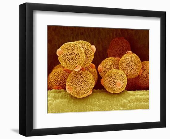 Geranium pollen in anther-Micro Discovery-Framed Photographic Print