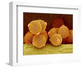 Geranium pollen in anther-Micro Discovery-Framed Photographic Print