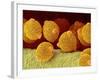 Geranium pollen in anther-Micro Discovery-Framed Photographic Print