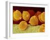 Geranium pollen in anther-Micro Discovery-Framed Photographic Print