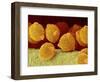 Geranium pollen in anther-Micro Discovery-Framed Photographic Print