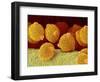 Geranium pollen in anther-Micro Discovery-Framed Photographic Print