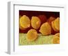 Geranium pollen in anther-Micro Discovery-Framed Photographic Print