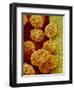 Geranium pollen in anther-Micro Discovery-Framed Photographic Print