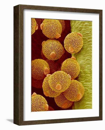 Geranium pollen in anther-Micro Discovery-Framed Photographic Print