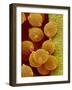 Geranium pollen in anther-Micro Discovery-Framed Photographic Print