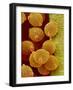 Geranium pollen in anther-Micro Discovery-Framed Photographic Print