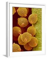 Geranium pollen in anther-Micro Discovery-Framed Photographic Print