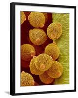 Geranium pollen in anther-Micro Discovery-Framed Photographic Print