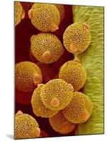 Geranium pollen in anther-Micro Discovery-Mounted Photographic Print