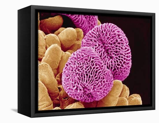 Geranium Pollen-Micro Discovery-Framed Stretched Canvas