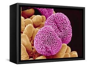 Geranium Pollen-Micro Discovery-Framed Stretched Canvas