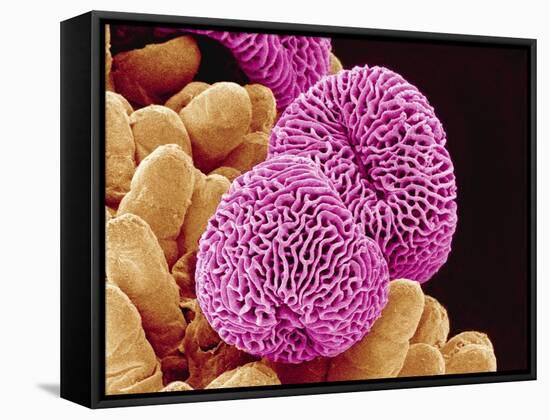 Geranium Pollen-Micro Discovery-Framed Stretched Canvas