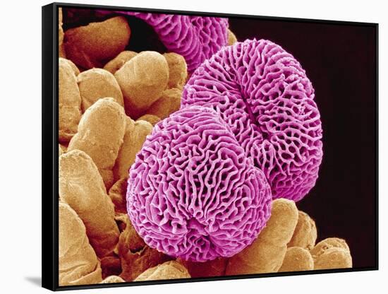 Geranium Pollen-Micro Discovery-Framed Stretched Canvas