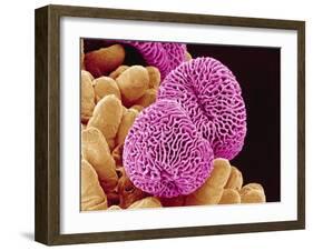 Geranium Pollen-Micro Discovery-Framed Premium Photographic Print