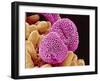 Geranium Pollen-Micro Discovery-Framed Premium Photographic Print