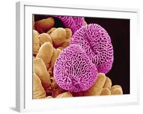 Geranium Pollen-Micro Discovery-Framed Photographic Print