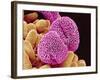 Geranium Pollen-Micro Discovery-Framed Photographic Print