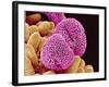 Geranium Pollen-Micro Discovery-Framed Photographic Print